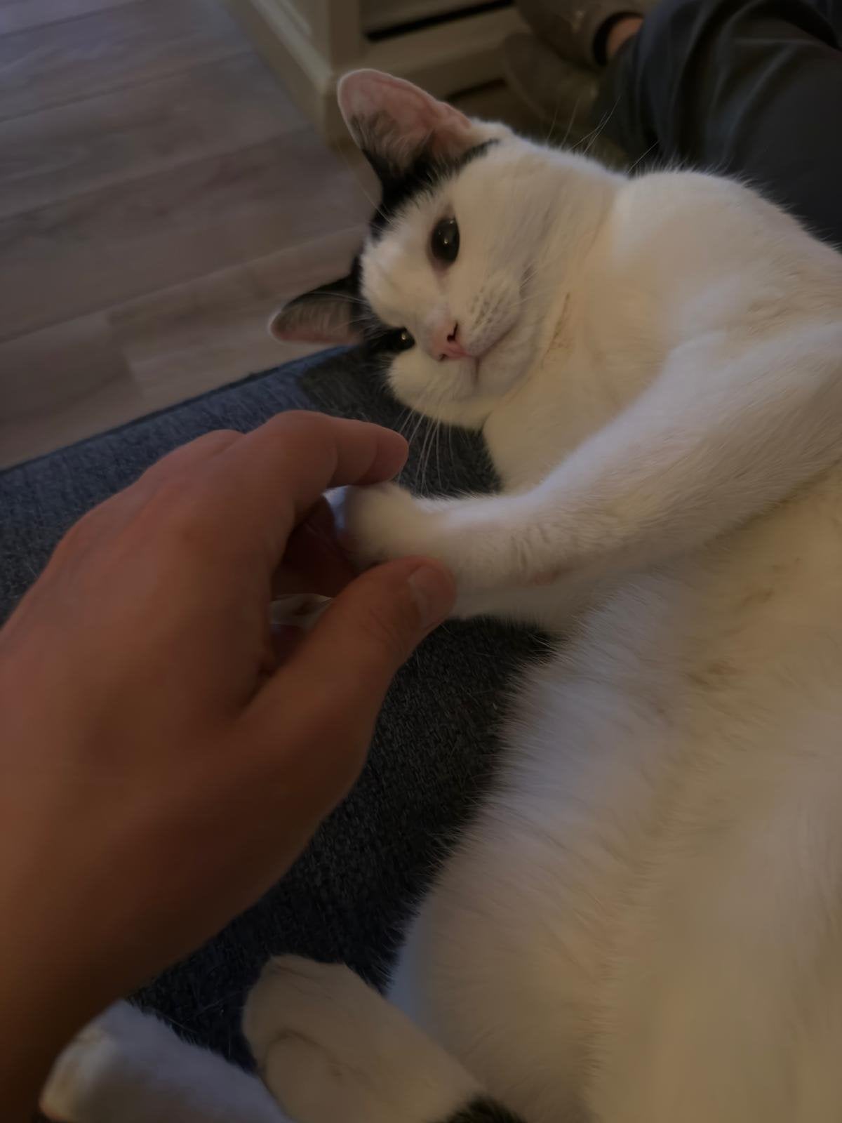 Kater 3,5 jaar oud - Leo zoekt een liefdevol nieuw huisje, Kater