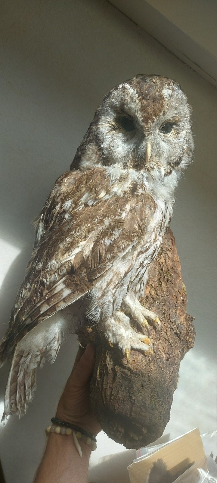 mooi opgezette uil bosuil, Verzamelen, Dierenverzamelingen, Ophalen of Verzenden, Zo goed als nieuw, Vogel, Opgezet dier