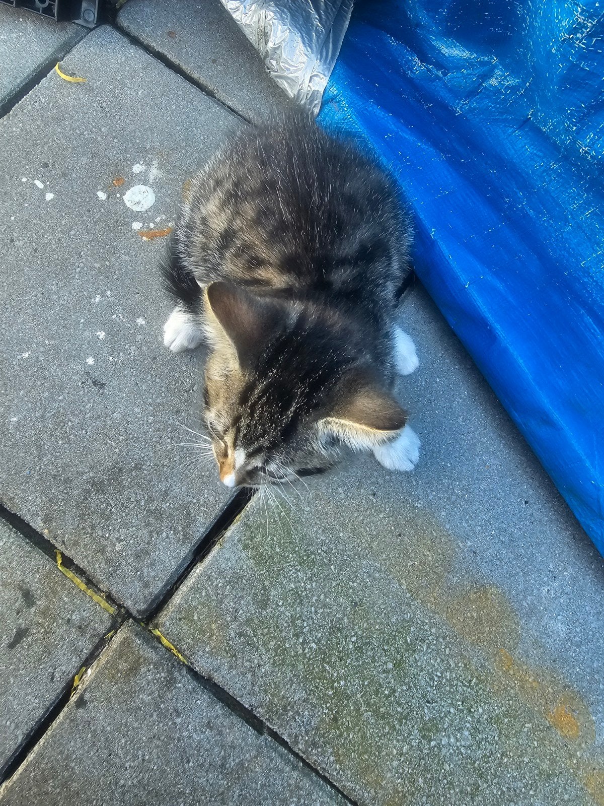 Kittens tabby katten, Meerdere dieren
