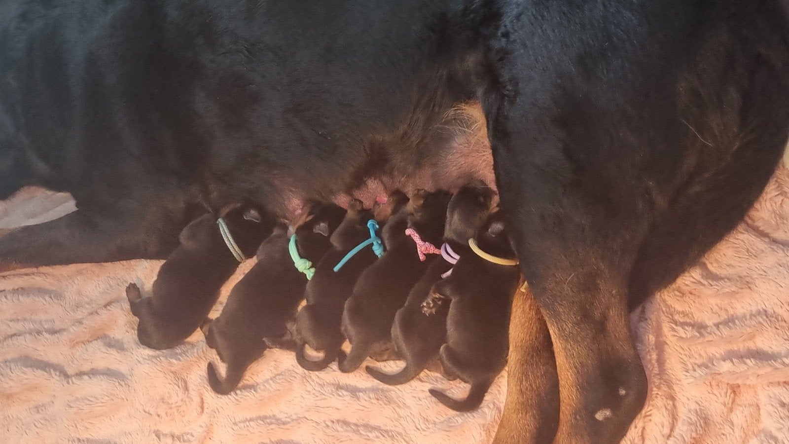 rottweiler pups, Eén persoon