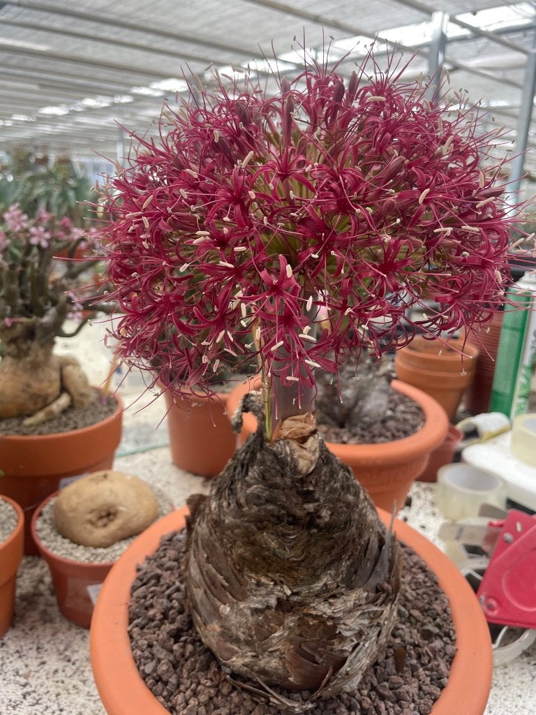 Caudex Boophane Disticha uit Zuid Afrika in 27 cm pot, Huis en Inrichting, Kamerplanten, Overige soorten, Ophalen of Verzenden