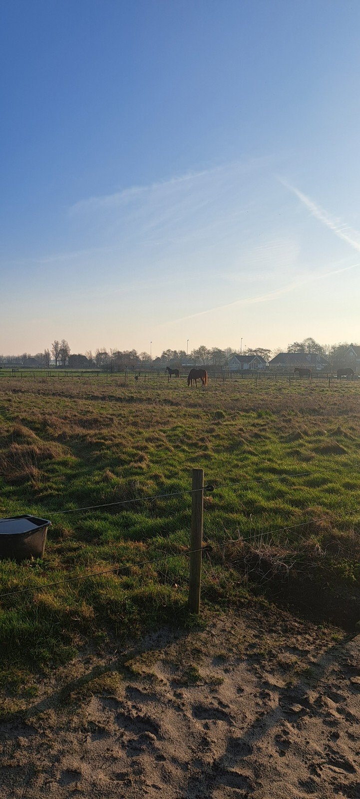Stalgenoot gezocht Schoorl