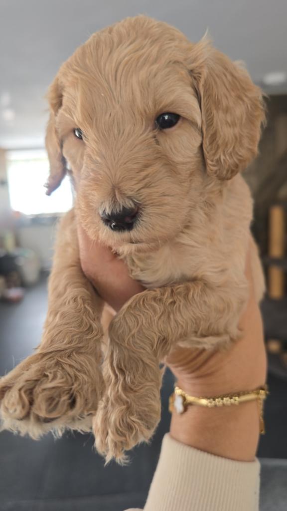 Labradoodle pups medium, Overige rassen, 8 tot 15 weken, Meerdere, Meerdere dieren