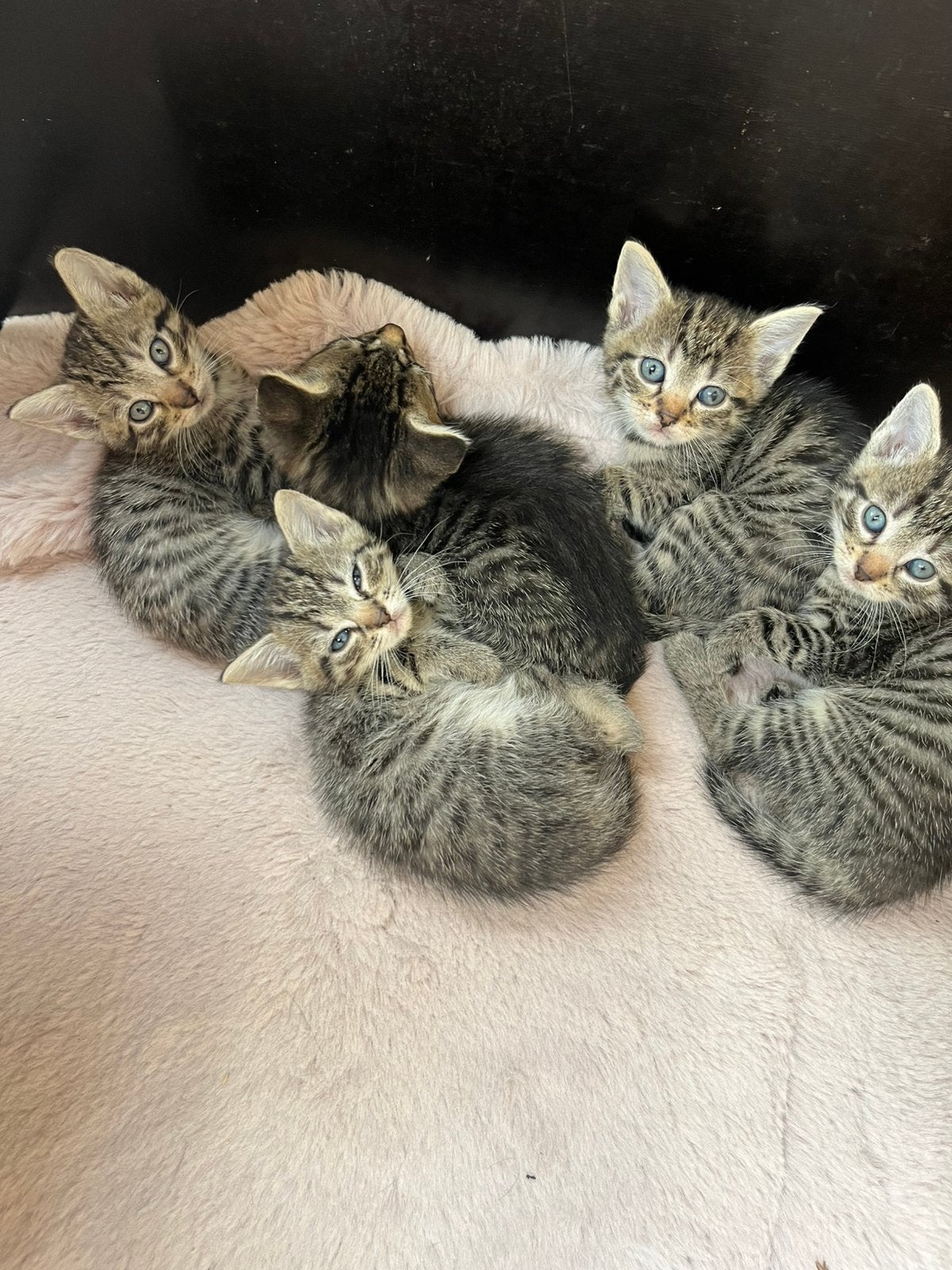 Lieve sociale kittens 3 poesjes & 2 katertjes, Meerdere dieren, Ontwormd