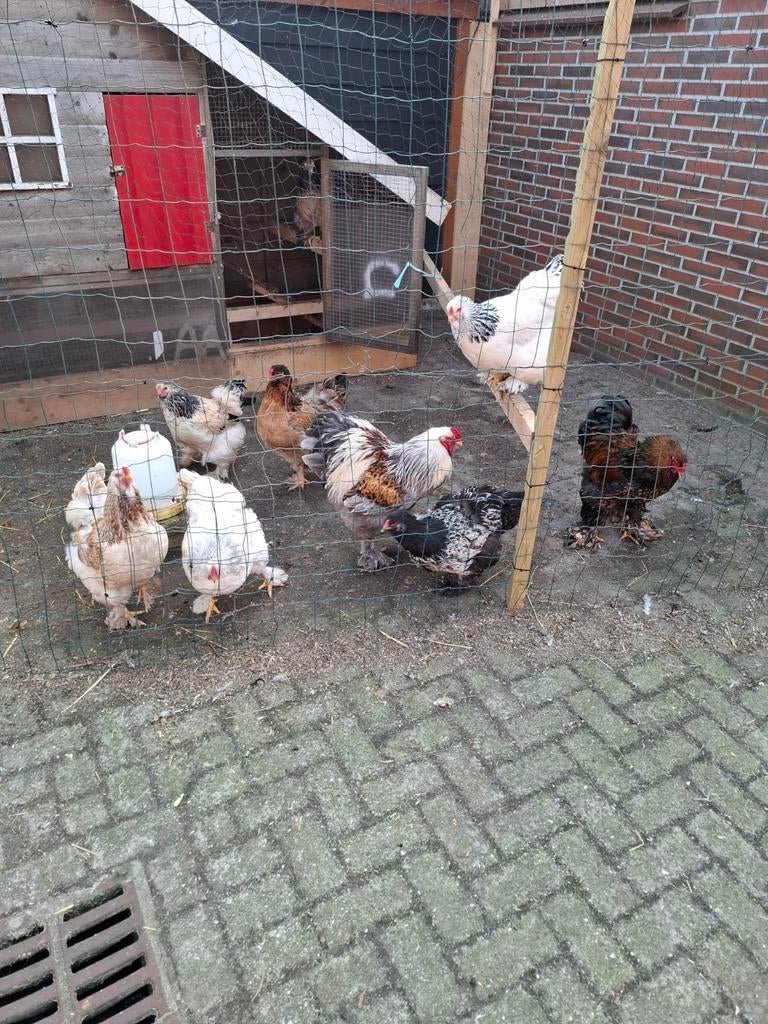 Brahma broedeieren, Dieren en Toebehoren, Geslacht onbekend, Kip