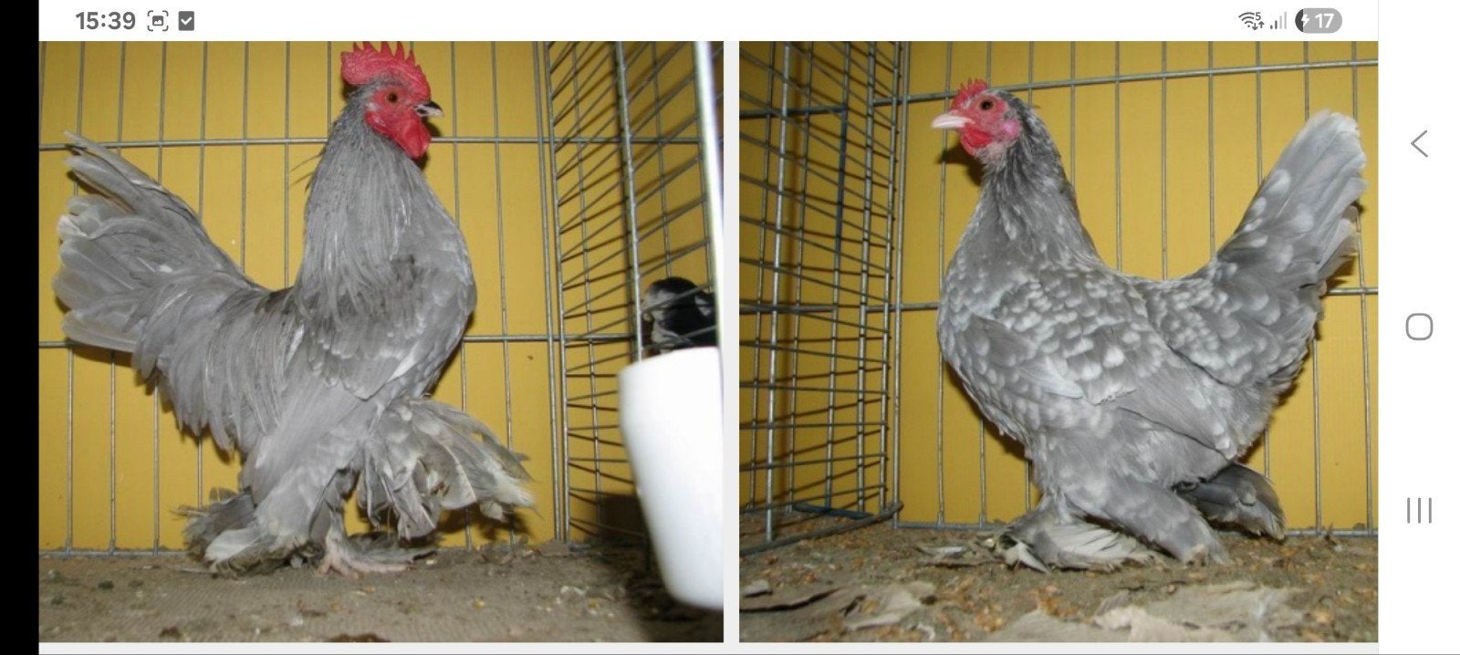 gezocht broedeieren sabelpootkriel, Meerdere dieren, Kip