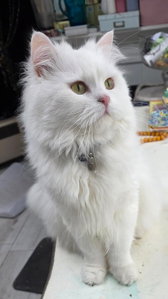 Dekkater