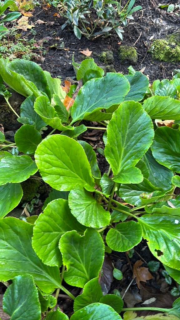 Schoenlapperplant, Ophalen, Overige soorten, Minder dan 100 cm