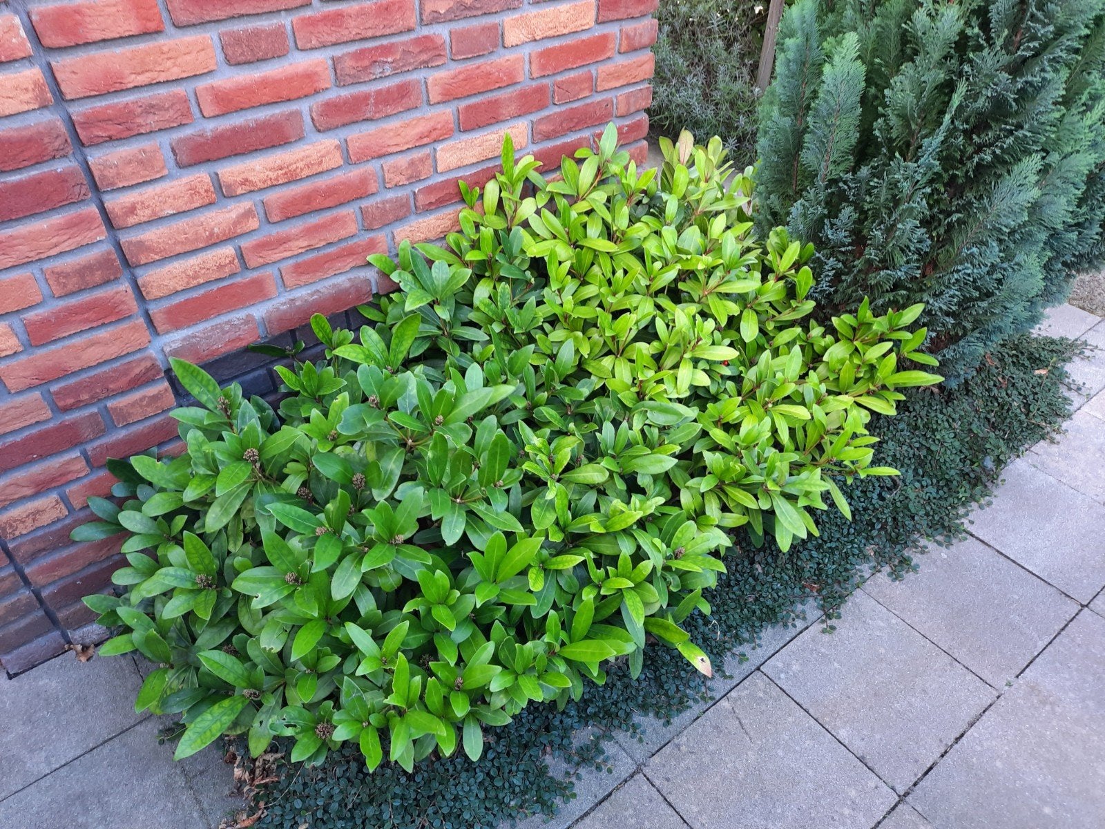 Skimmia japonica, Ophalen, Overige soorten, Struik, Minder dan 100 cm