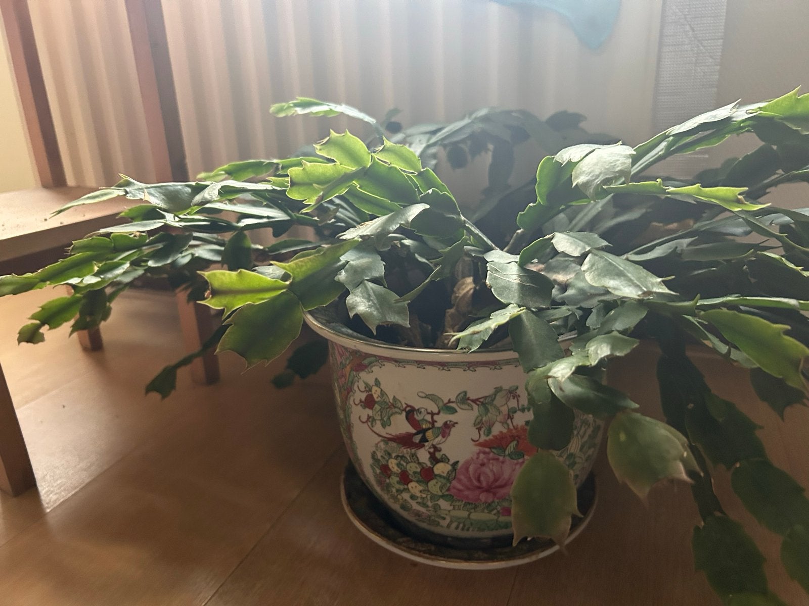 Grote Kerstcactus zonder pot, Huis en Inrichting, Ophalen, Overige soorten, Halfschaduw, In pot