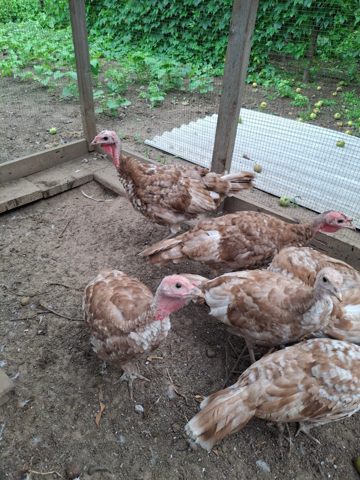 kalkoen, Dieren en Toebehoren, Pluimvee, Mannelijk, Kalkoen
