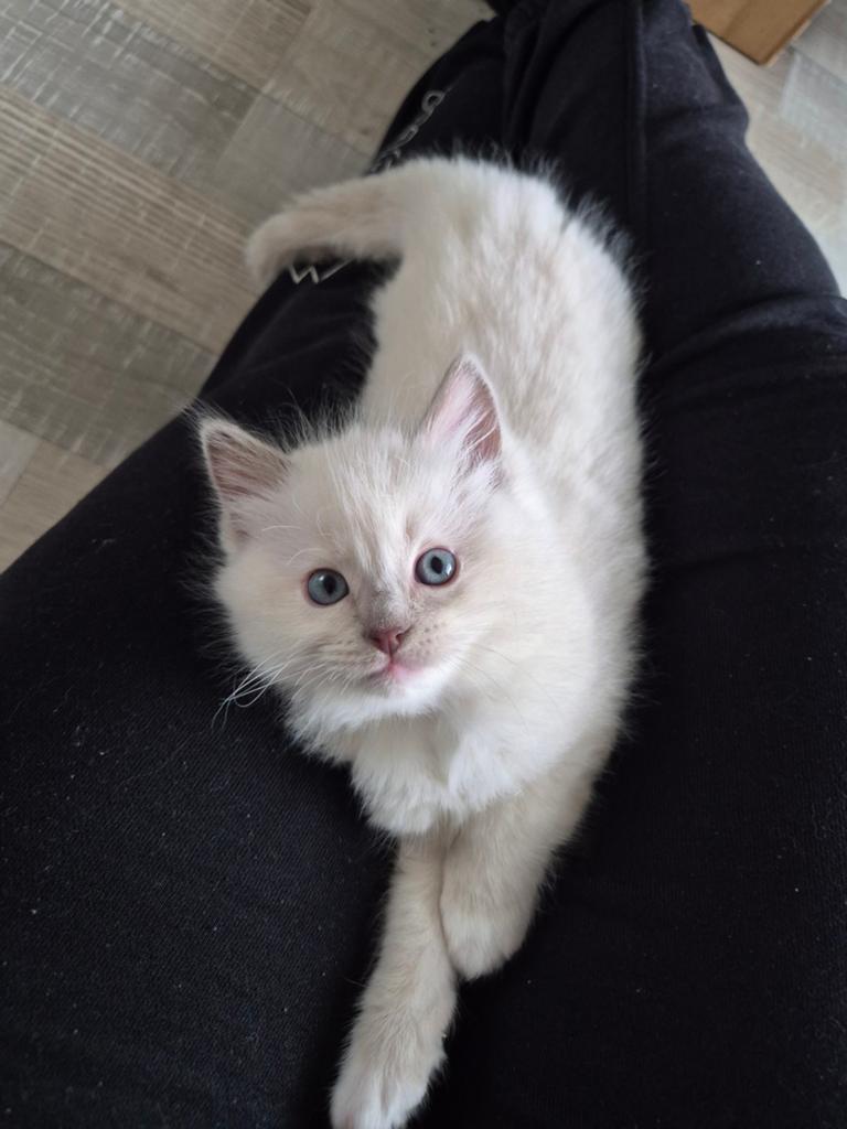 Ragdoll katertje met of zonder stamboom, Poes, Met stamboom