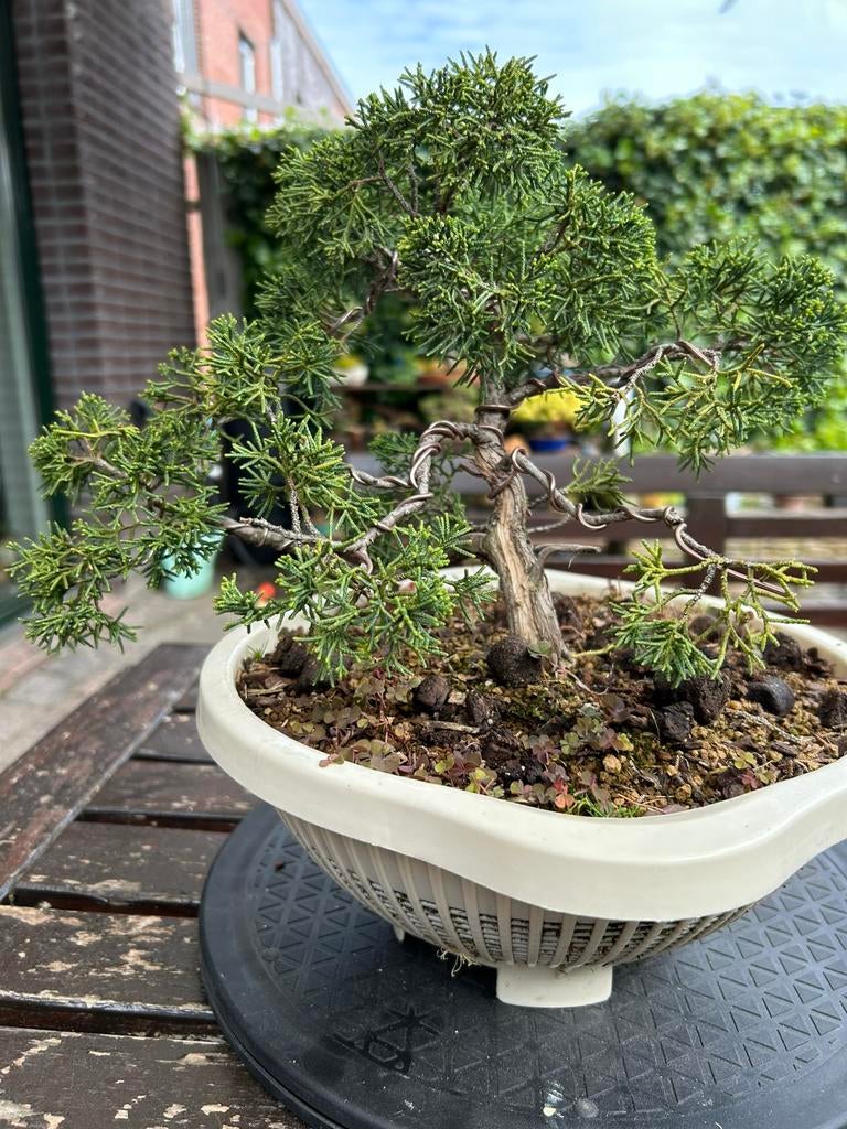 Prachtige Juniperus bonsai, Tuin en Terras, Planten | Bomen, Overige soorten, Minder dan 100 cm, Volle zon, Bloeit niet, In pot