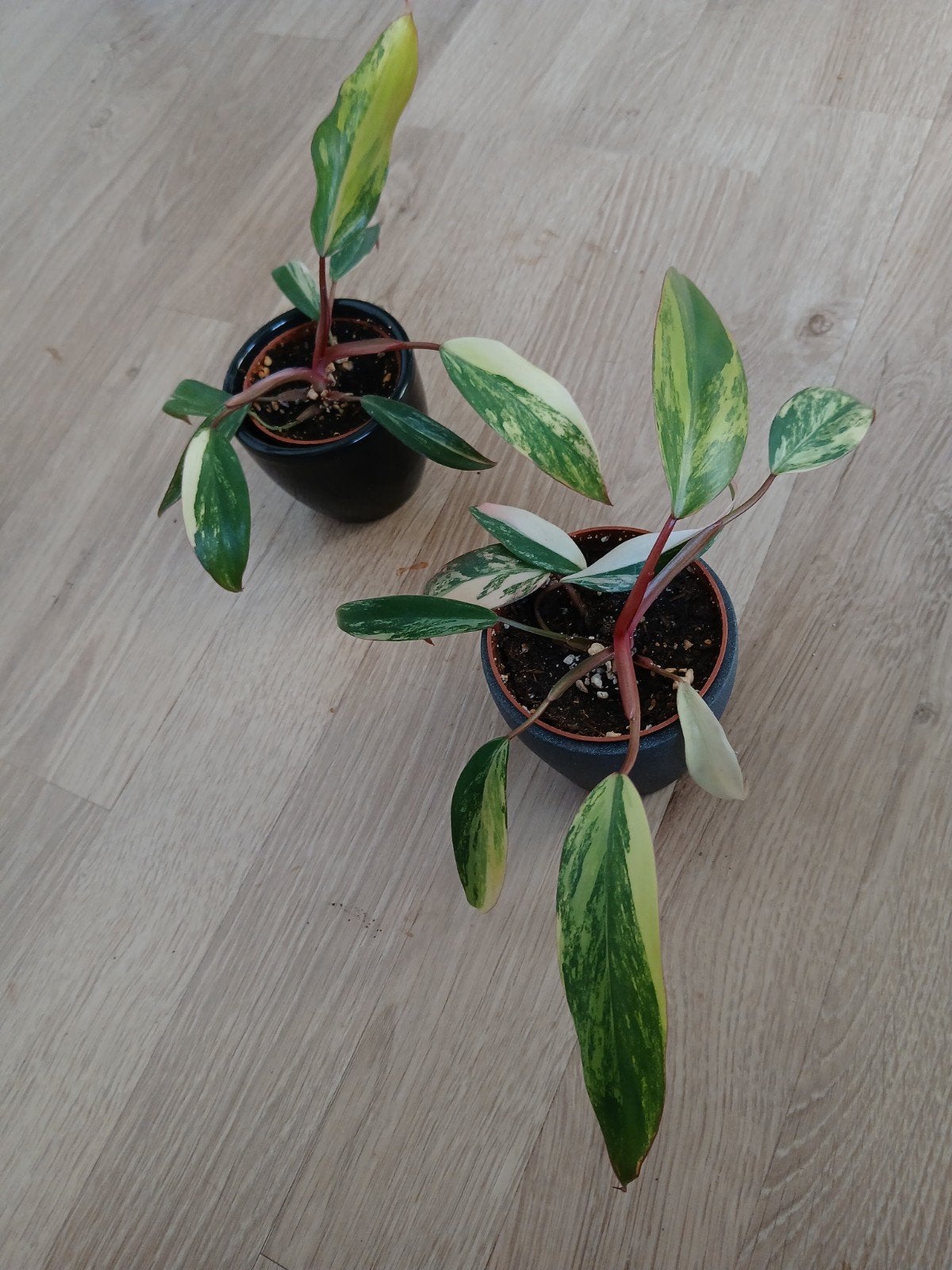 Philodendron Strawberry Shake, Huis en Inrichting, Kamerplanten, Ophalen of Verzenden, Halfschaduw, Minder dan 100 cm