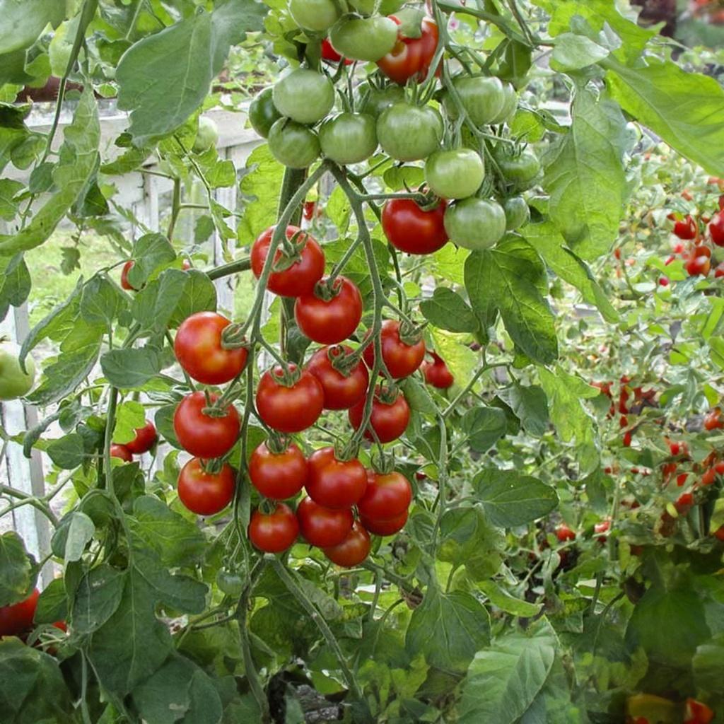Tomatenplanten Cherrytomaten, Vleestomaten, Gele tomaten, Tuin en Terras, Ophalen, Eenjarig, Groenteplanten, Volle zon