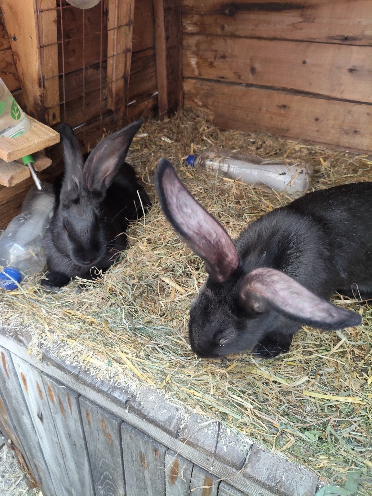 Vlaamse Reus x Lotharinger, Dieren en Toebehoren, Konijnen, Mannelijk, Groot, 0 tot 2 jaar