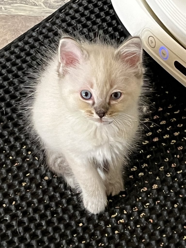 Ragdoll kittens met stamboom uit geteste ouders, Kater, Met stamboom, 0 tot 2 jaar