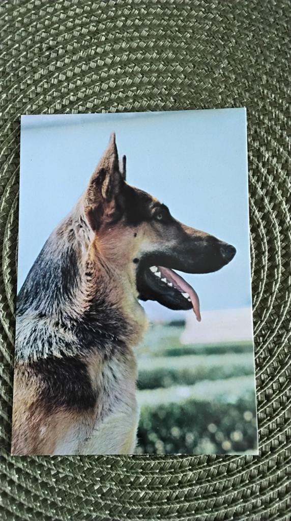 Ansichtkaart Duitse Herder - Ongelopen, Ophalen of Verzenden, 1980 tot heden, Ongelopen, Hond of Kat