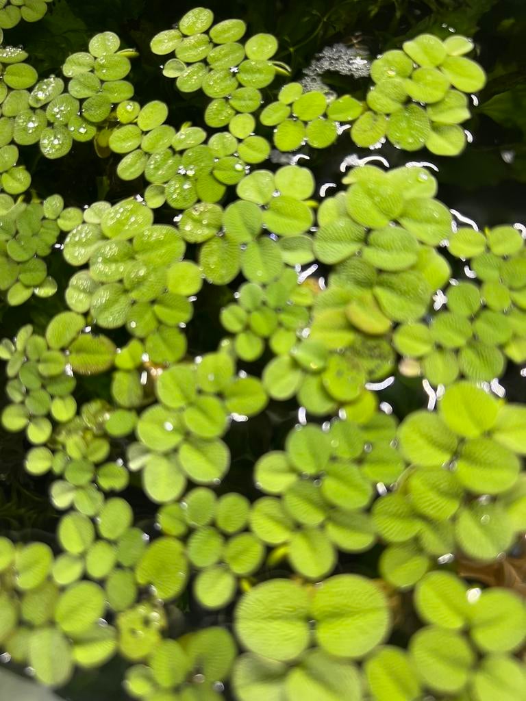 Aquarium drijfplantjes, Dieren en Toebehoren, Ophalen, Zo goed als nieuw