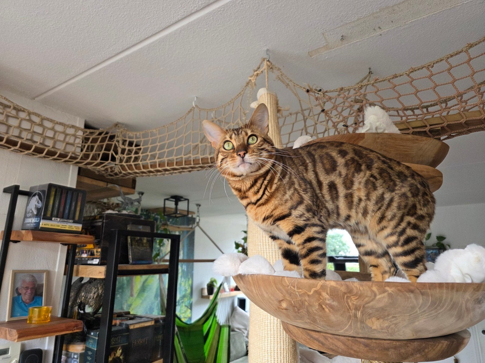 Dek Kater Bengaal, Dieren en Toebehoren