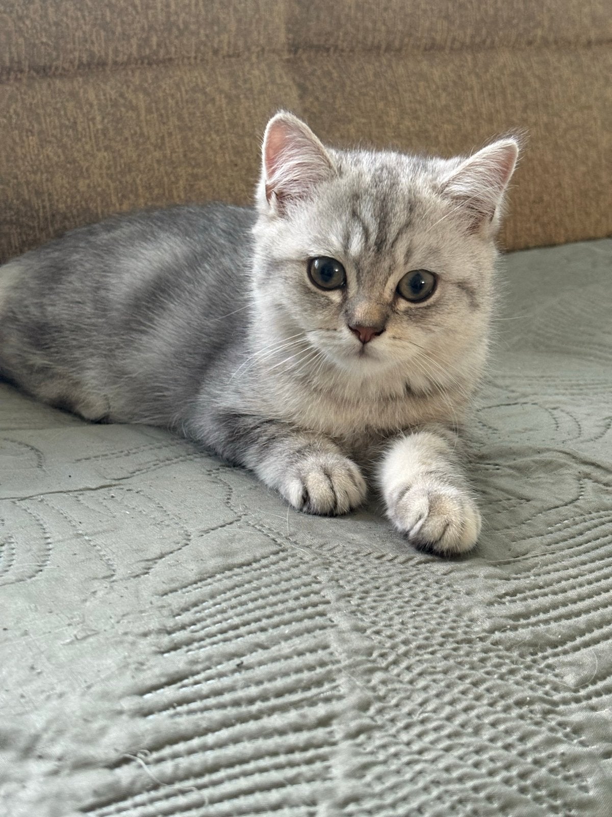 Brıtse kort haar kıttens, Dieren en Toebehoren, Kater, Kortharig, 0 tot 2 jaar