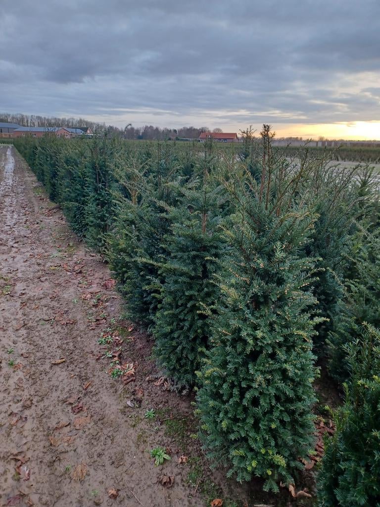 Taxus baccata, Ophalen, Taxus