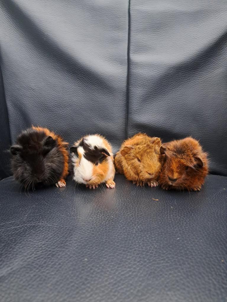 Cavia's, Cavia, April, Meerdere dieren, Tam