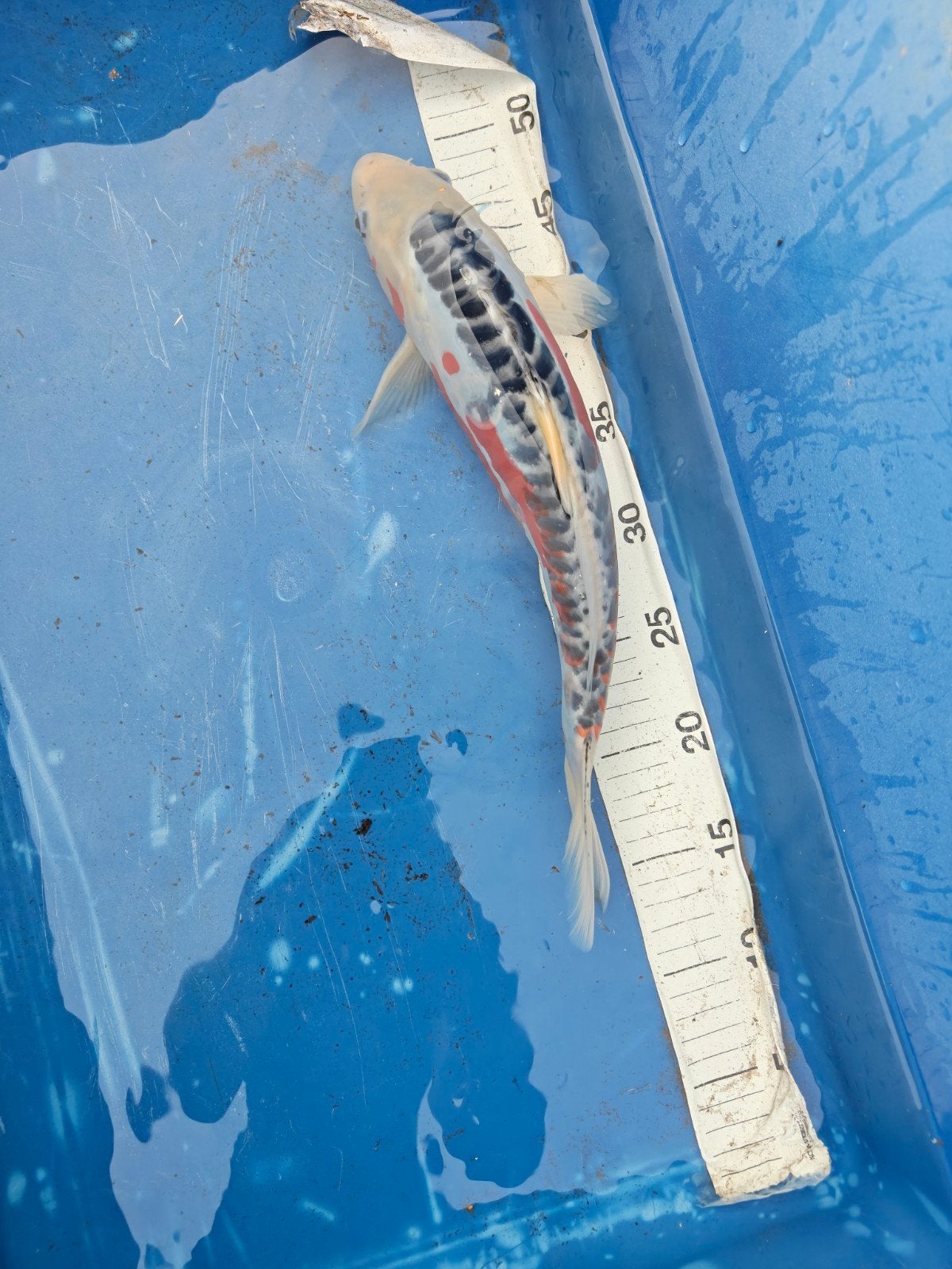 Doitsu Shusui 37 cm, Vis, Zoetwatervis