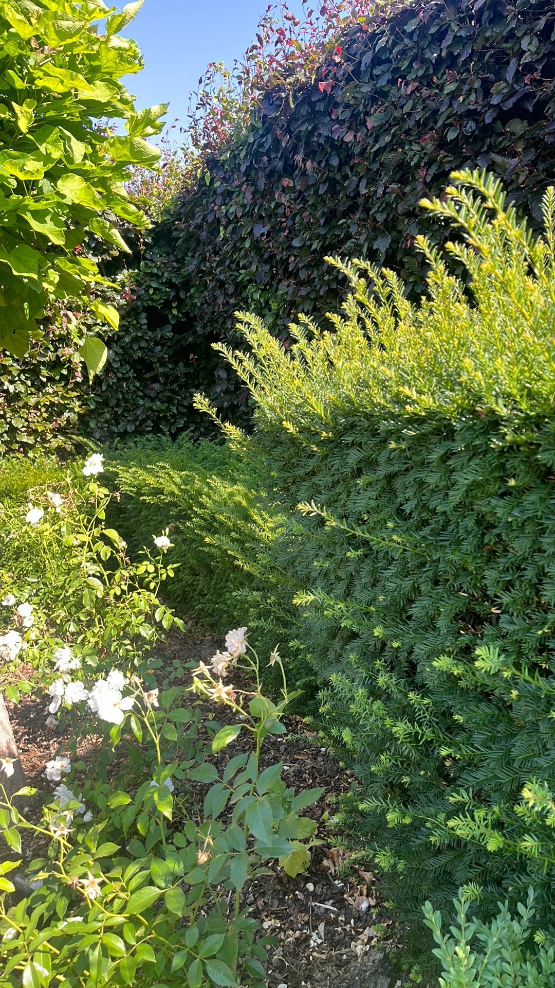 Taxus gratis ophalen, Ophalen, Taxus, Minder dan 100 cm