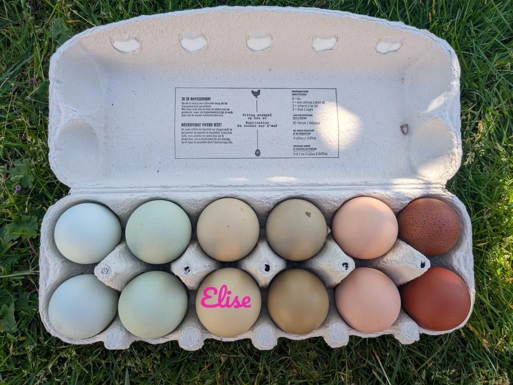 Broedeieren olijfleggers kippen easter eggers kleurleggers, Dieren en Toebehoren, Pluimvee, Kip