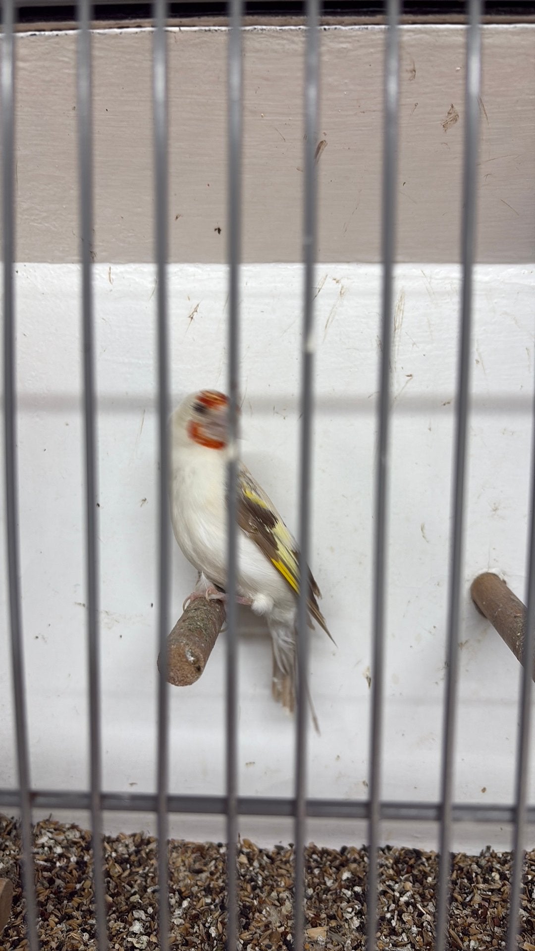 Satinet pop majoor, Dieren en Toebehoren, Vrouwelijk, Wildzangvogel