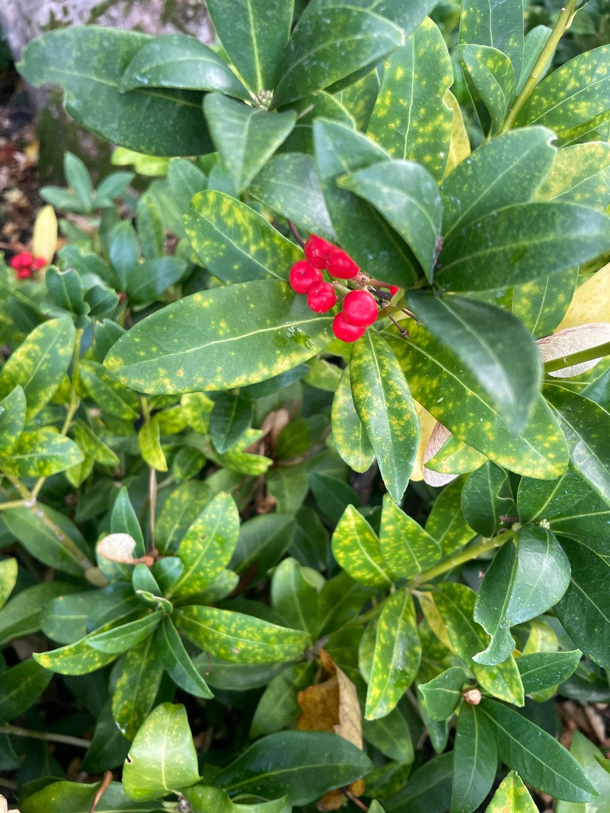 Skimmia japonica 'Red Berry Bee' - Rode Bessen, Vaste plant, Halfschaduw, Winter, Ophalen