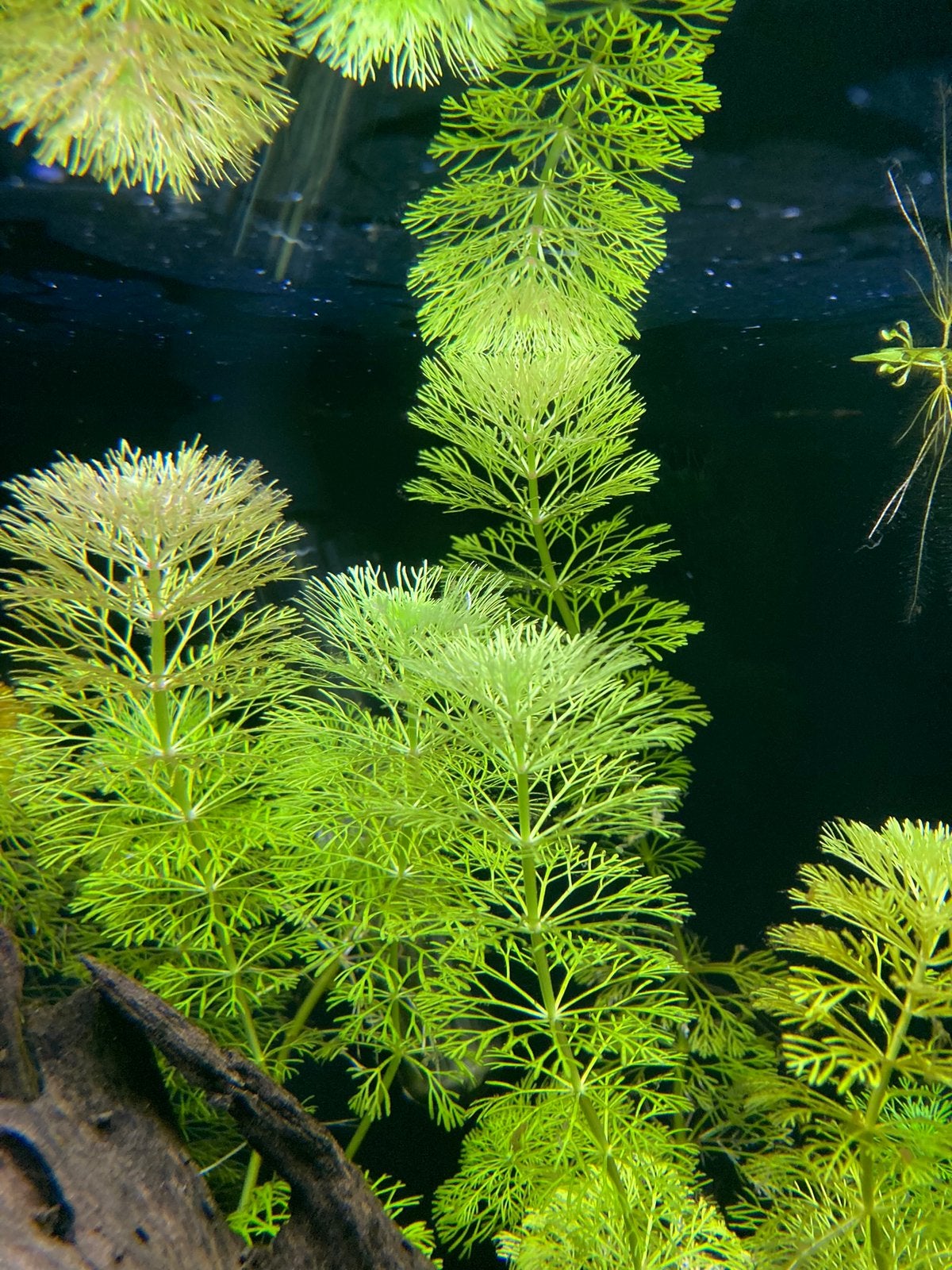 Limnophila sessiliflora (ambulia, indische waterster), Ophalen of Verzenden, Zo goed als nieuw, Plant(en), Steen of Hout, Overige merken