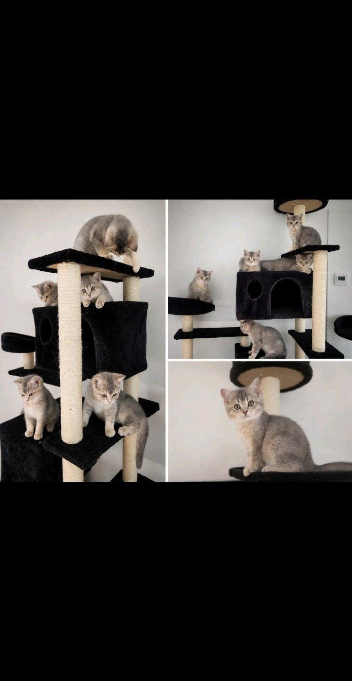 Raszuivere, Britse korthaar kittens, Blue Golden Shaded,€975, Meerdere dieren, Gechipt