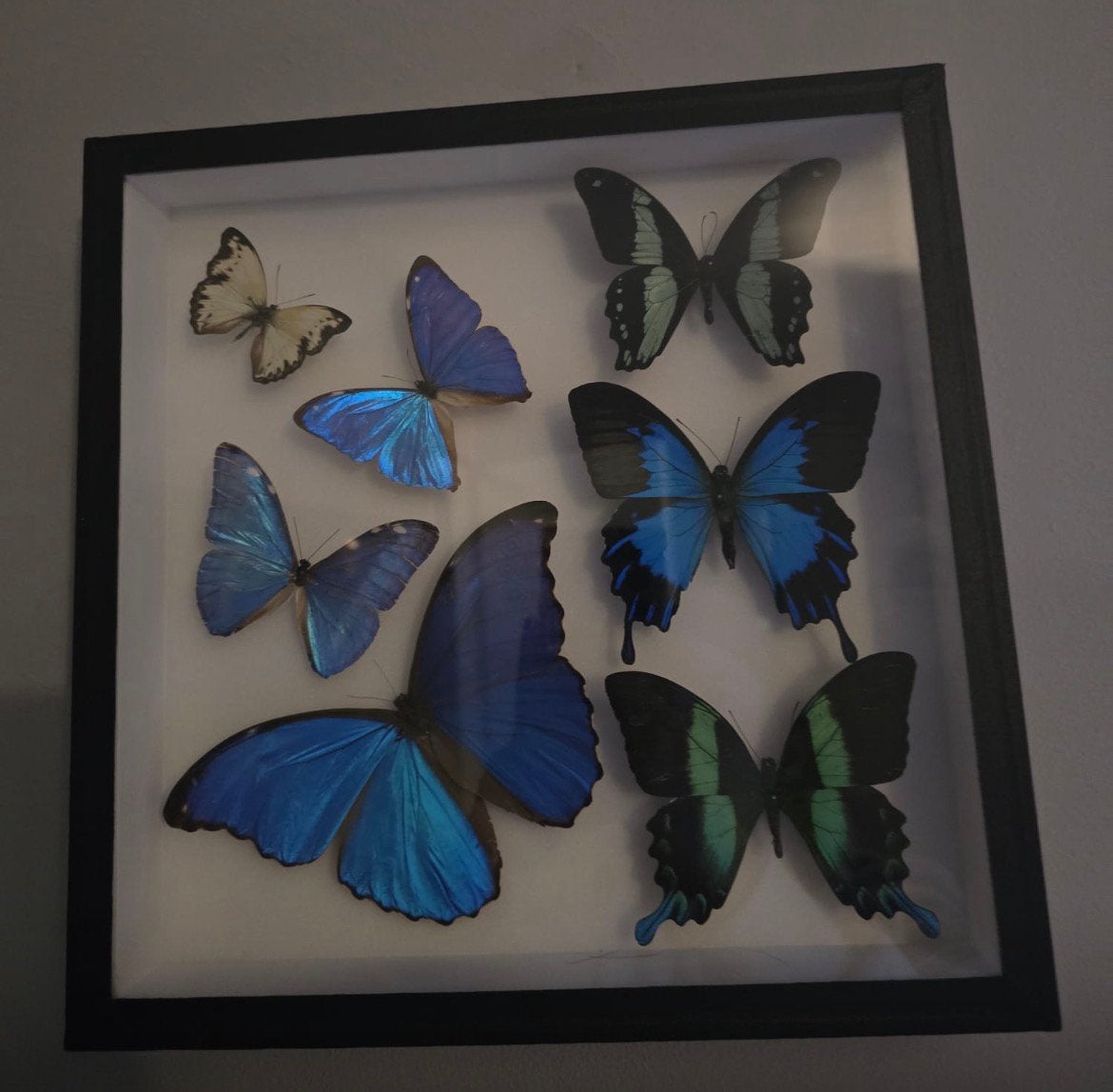 Vlinders in insectendoos, Ophalen