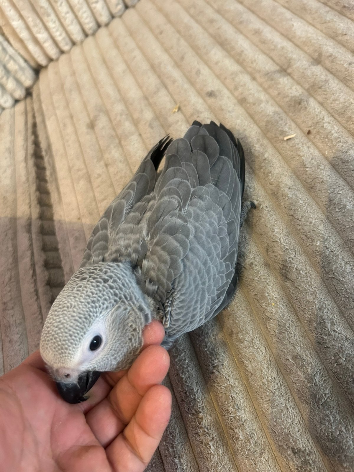 Prachtige Grijze Roodstaart Baby | CITES | Geringd | Tam, Dieren en Toebehoren, Vogels | Parkieten en Papegaaien, Mannelijk, Papegaai