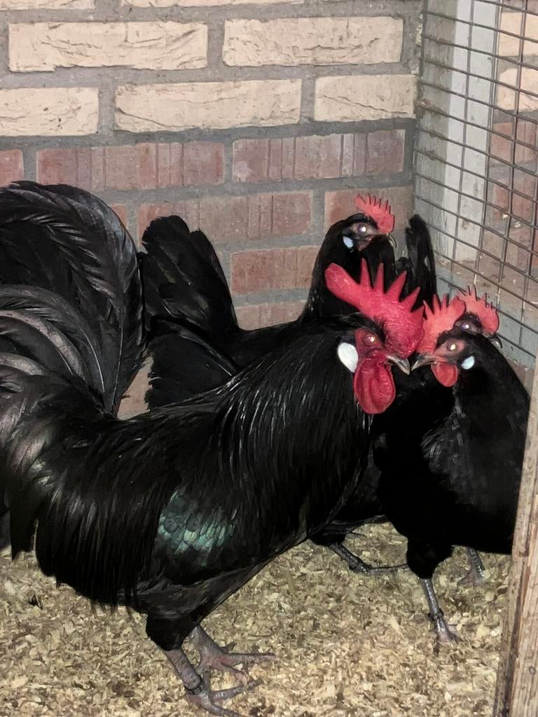 Broedeieren Friese kippen zwart, Dieren en Toebehoren, Pluimvee, Meerdere dieren, Kip