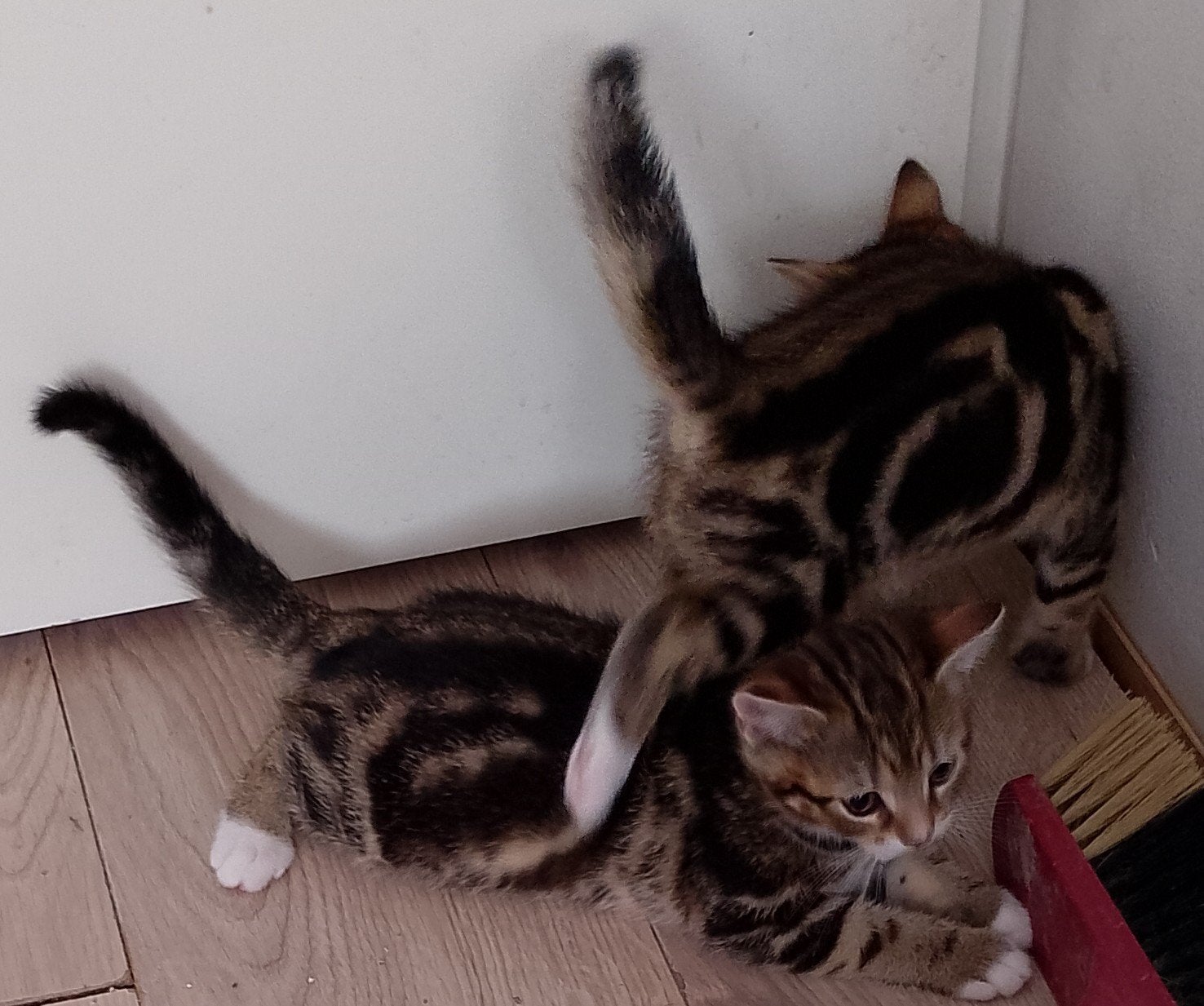 Brits korthaar kittens mogen meteen mee, Meerdere dieren