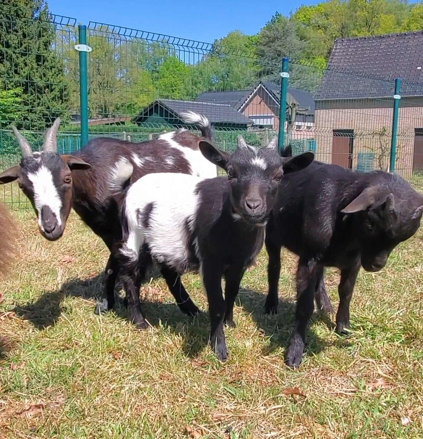 3 hele lieve tamme dwerggeitjes., Meerdere dieren, Geit