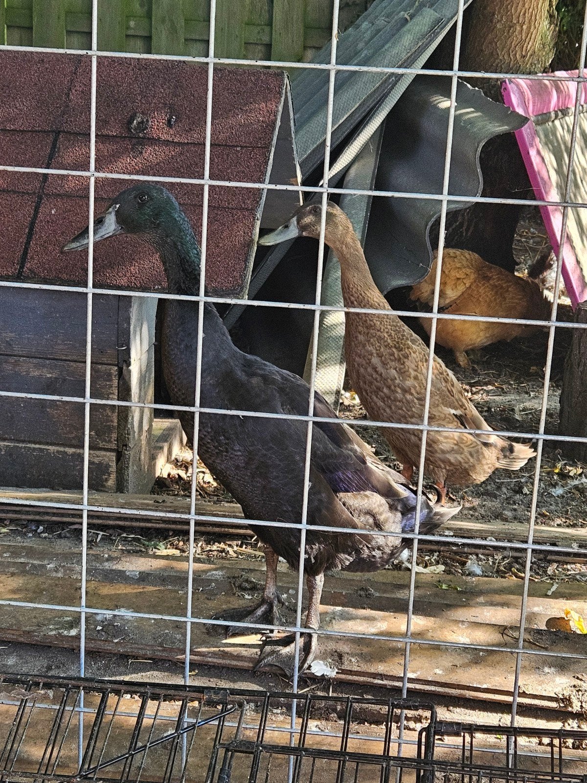 4 indische loopeenden (m/v/v/v), Dieren en Toebehoren, Pluimvee, Meerdere dieren, Eend