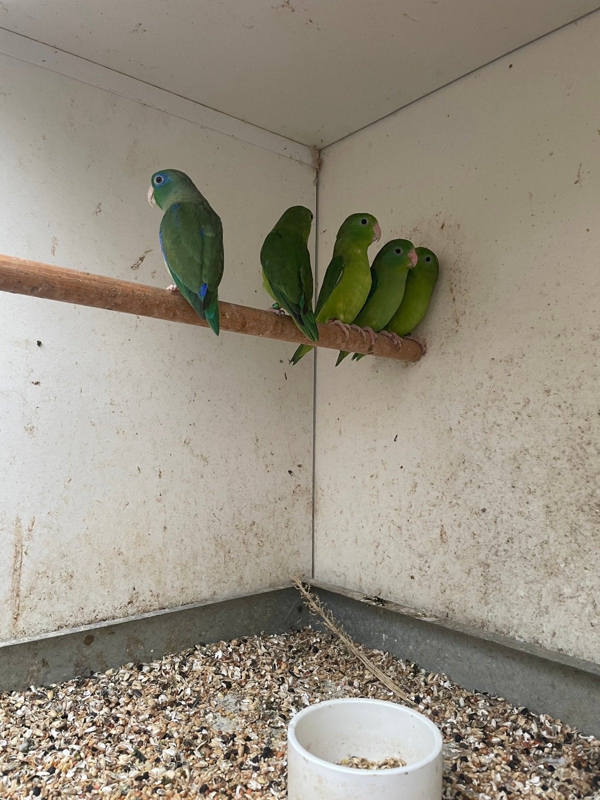 Oogring forpussen, Meerdere dieren, Parkiet