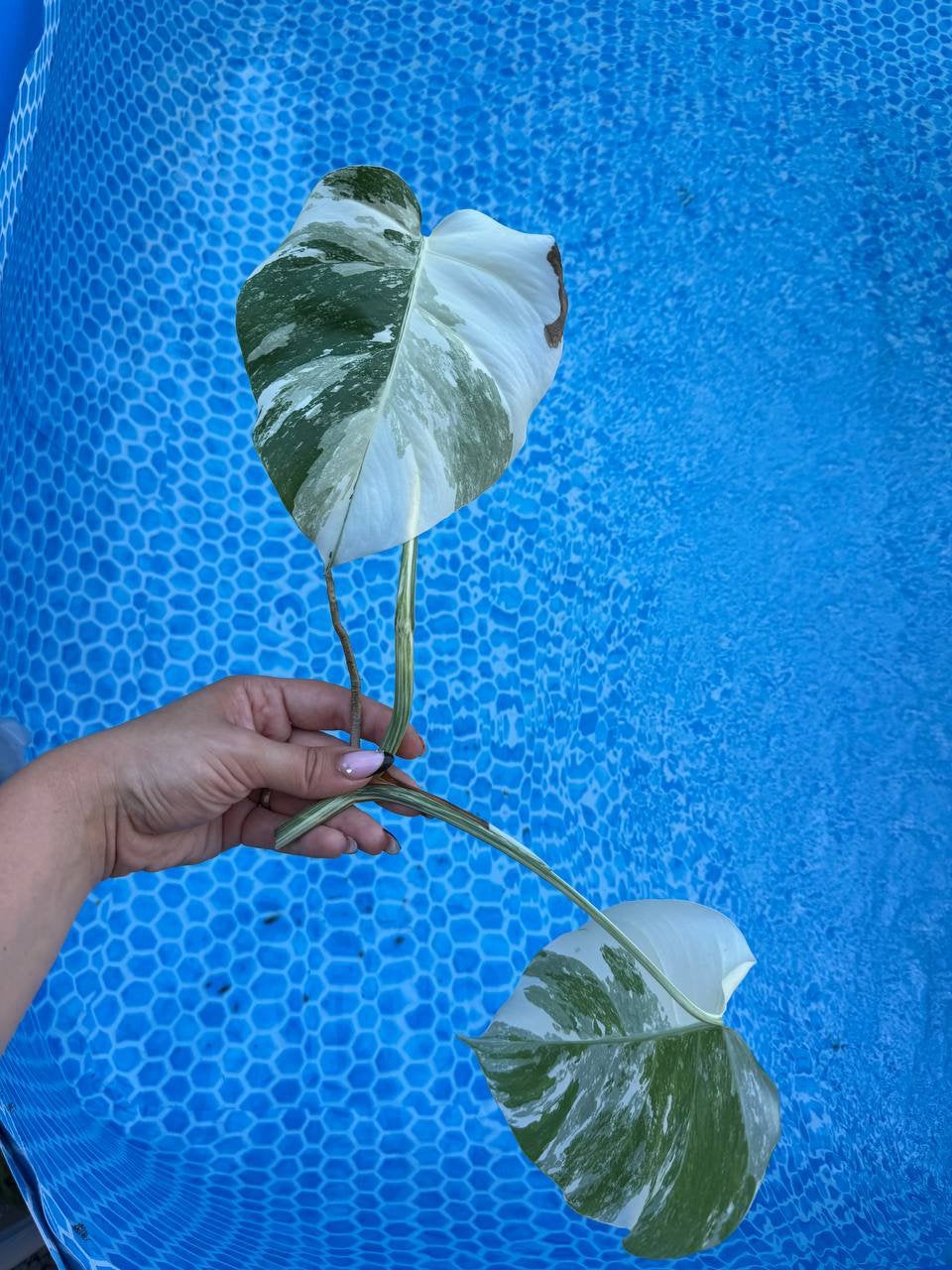 Monstera variagata  albo stekjes, Overige soorten, Ophalen of Verzenden, Minder dan 100 cm, Volle zon