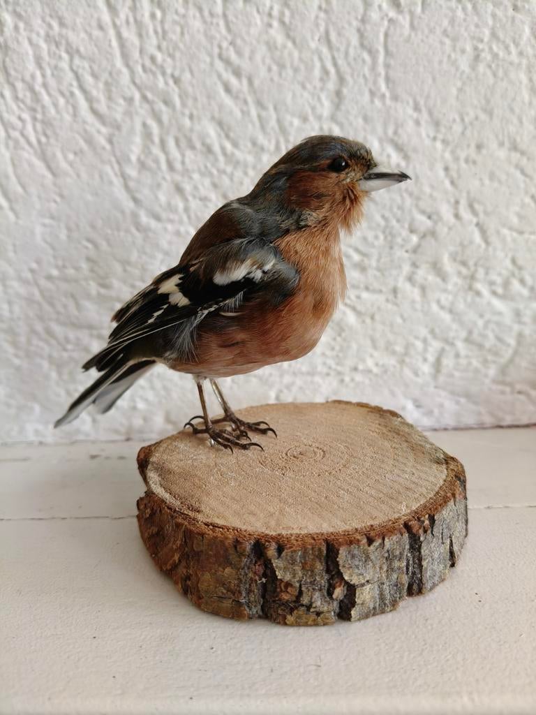Geprepareerde Vink, Verzamelen, Ophalen of Verzenden, Vogel, Opgezet dier