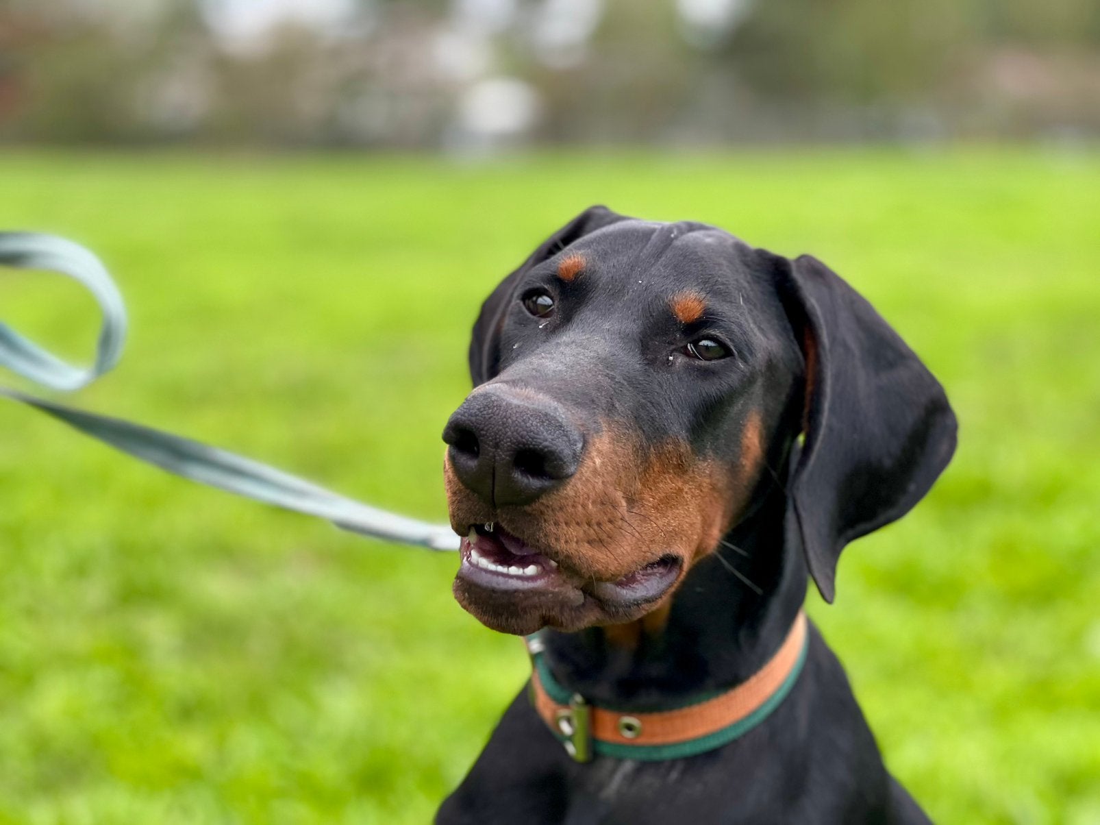 Prachtig lieve Dobermann reu te koop, Particulier, 15 weken tot 1 jaar, Buitenland, Meerdere