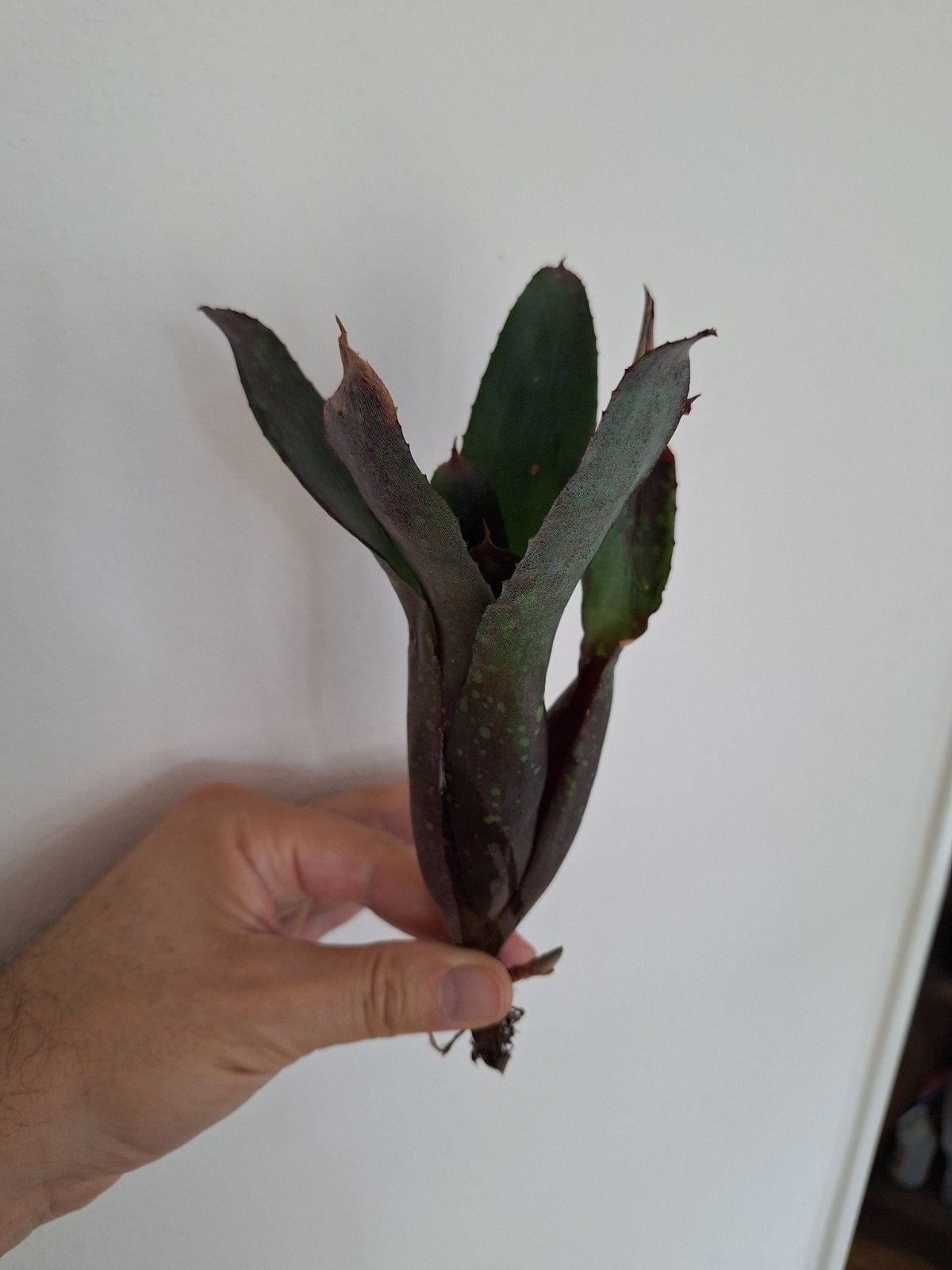 bromelia voor terrarium, Ophalen of Verzenden, Halfschaduw, Minder dan 100 cm