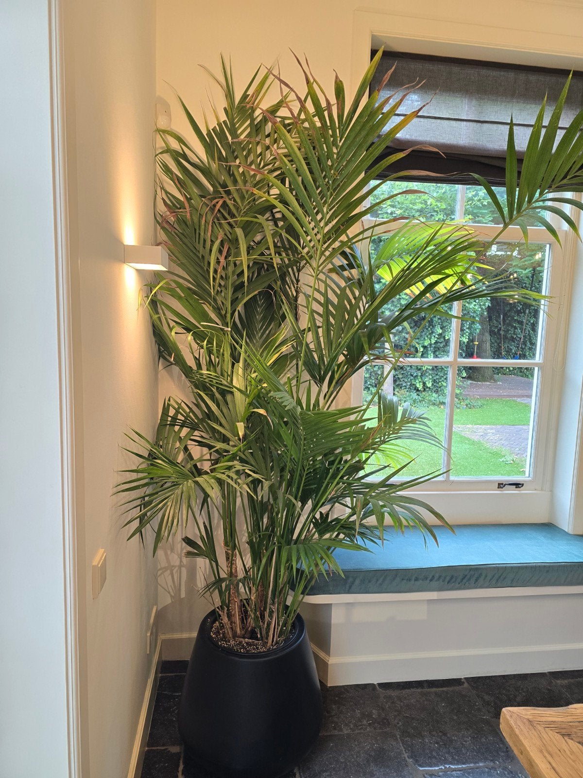 Grote Areca Palm in Zwarte Pot - Ideaal voor Woonkamer, Huis en Inrichting, Kamerplanten, Ophalen, Halfschaduw, Minder dan 100 cm