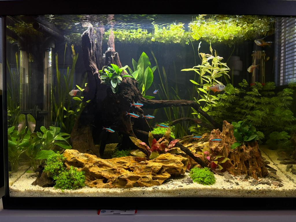 Superfish 70 aquarium met inhoud, Ophalen, Superfish, Inclusief vissen, Gevuld zoetwateraquarium