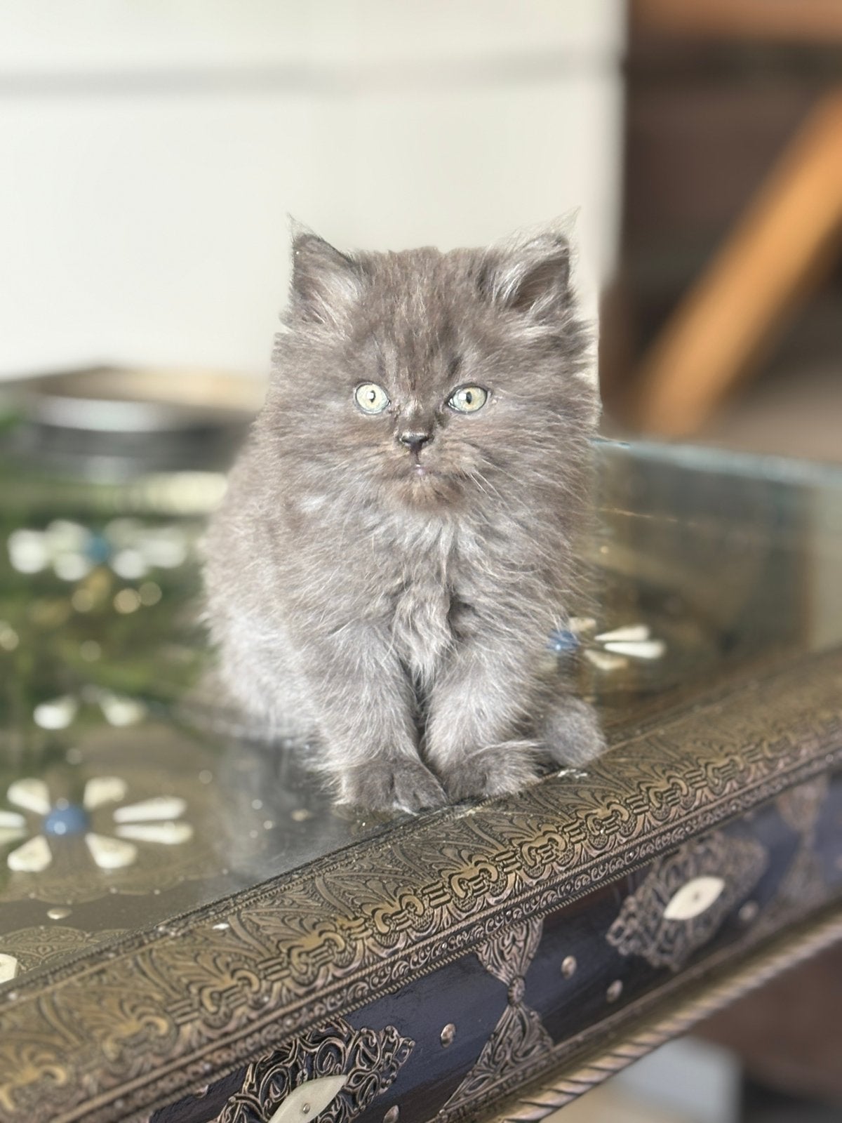 kittens