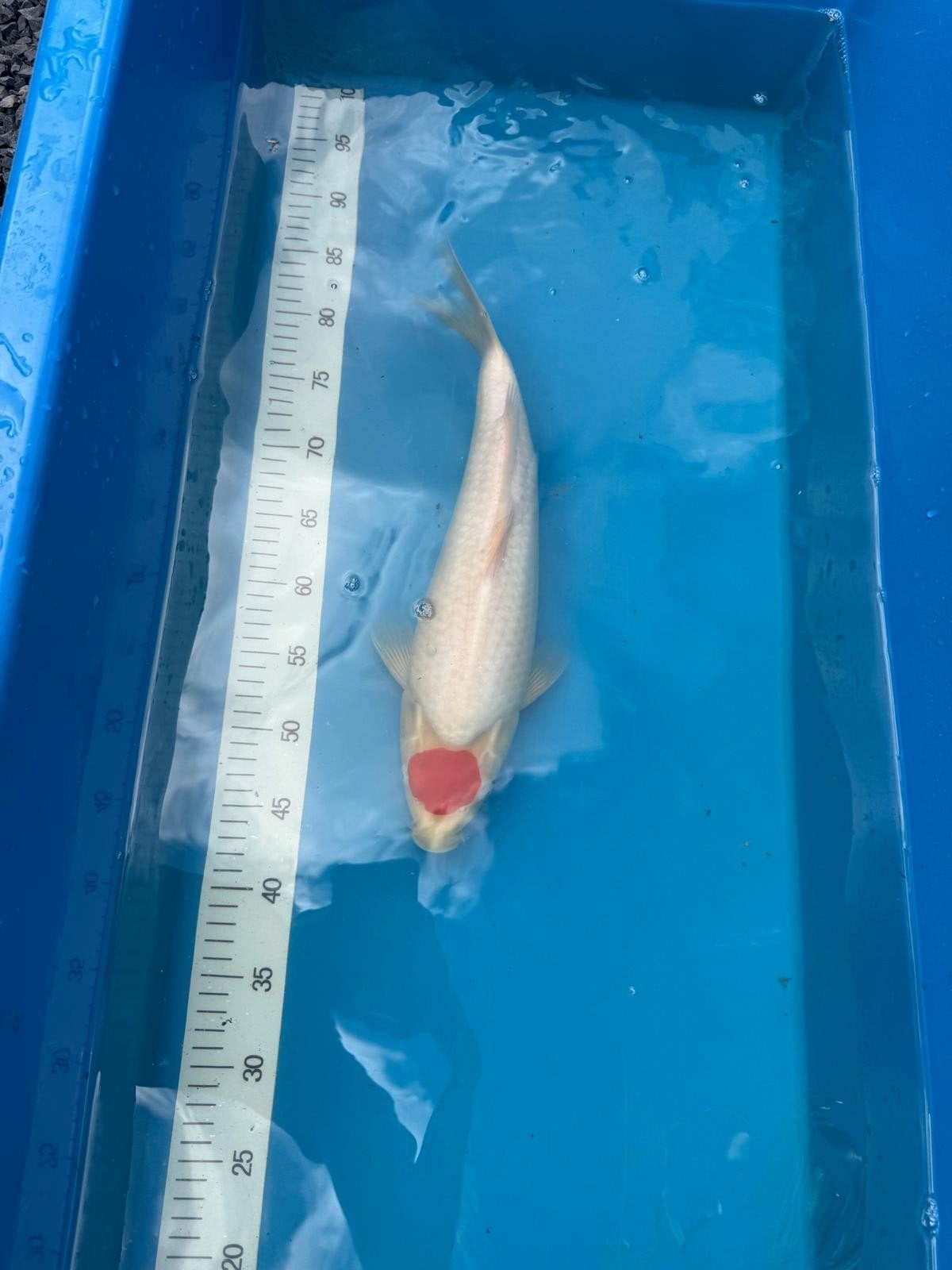 koi tancho, Karper of Koi