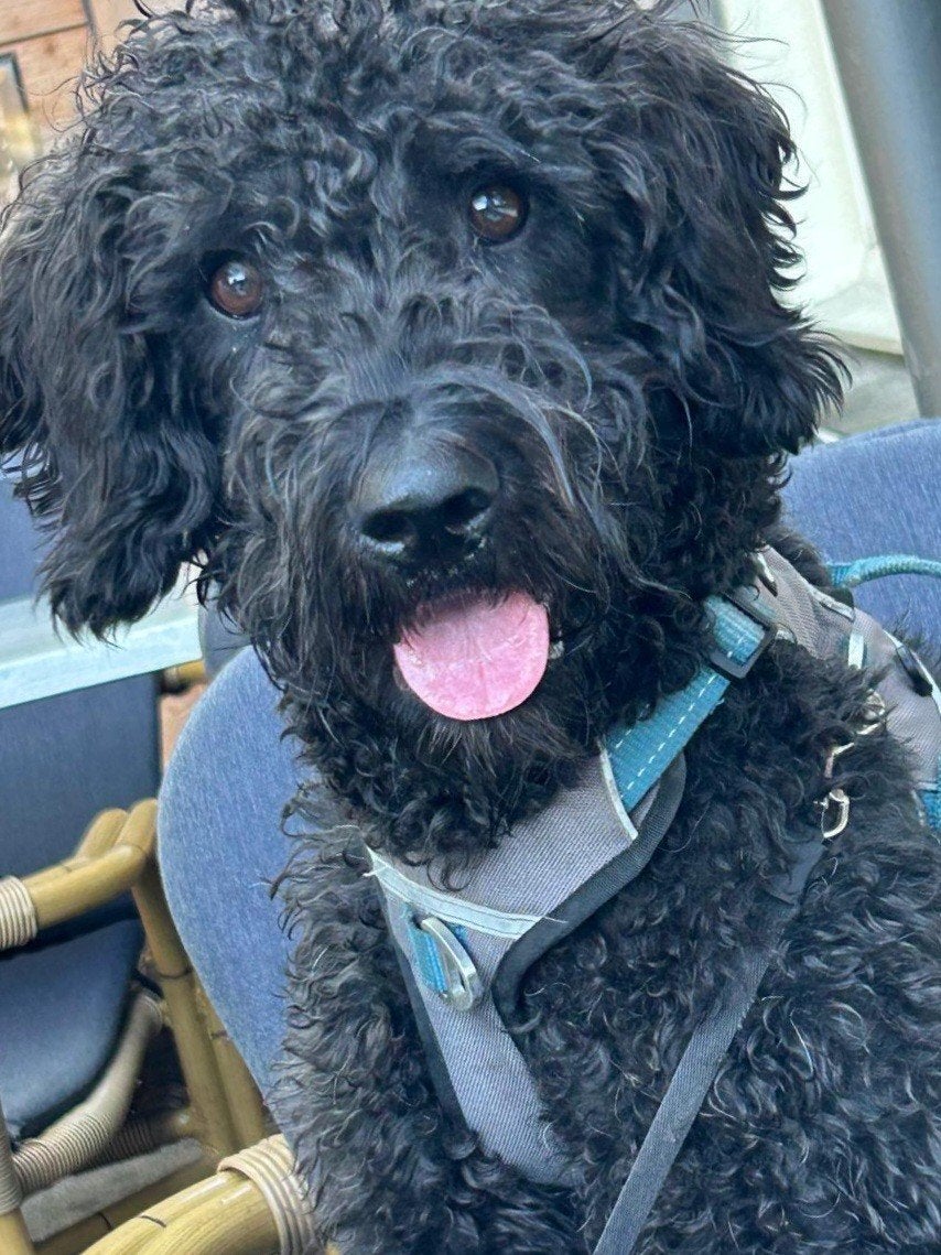 lieve Labradoodle 11 maanden beschikbaar voor een nieuw huis, 15 weken tot 1 jaar, Eén hond, CDV (hondenziekte), Nederland